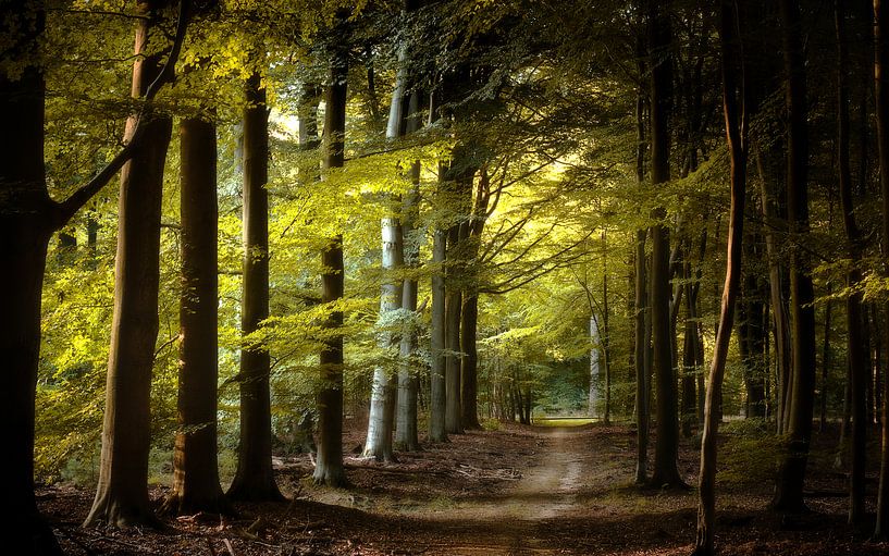 Still Believe van Kees van Dongen