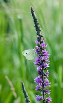 Vlinder op een mooie bloem