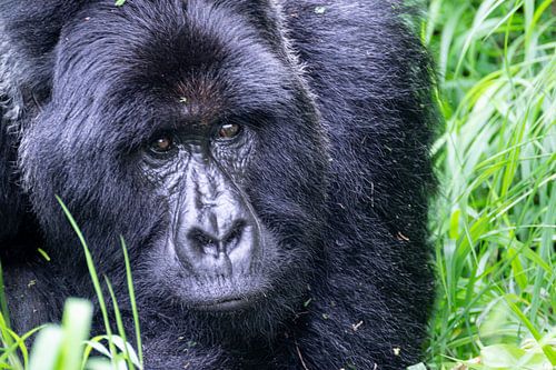 Onder het bladerdak – Intieme momenten met berggorilla’s