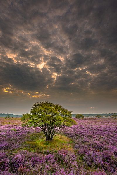 La floraison des bruyères par Andy Luberti