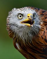 Cerf-volant rouge