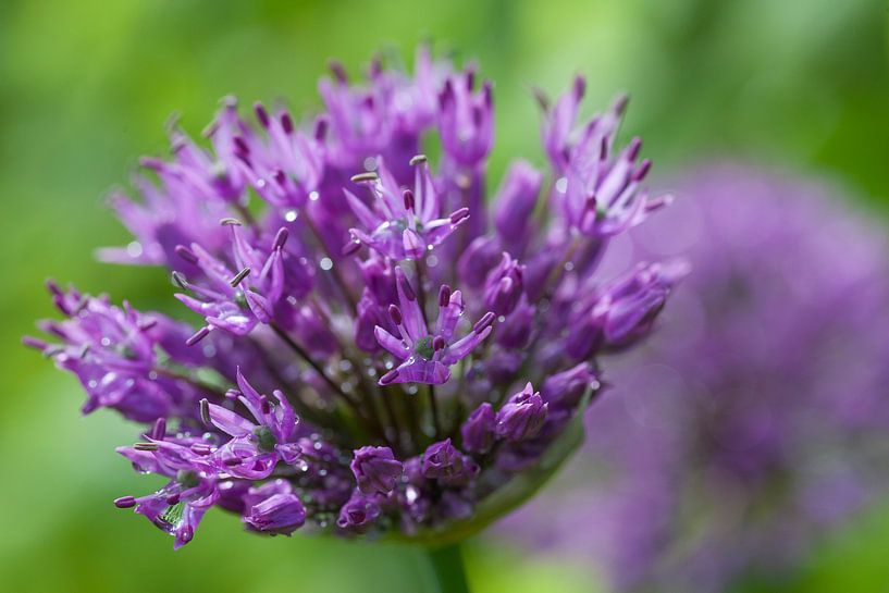 purple Allium by Marieke de Boer
