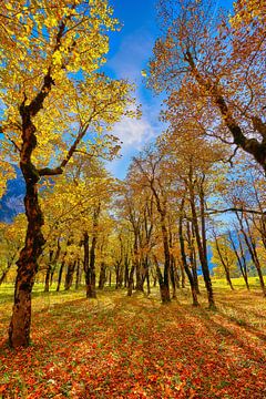 Big Maple Mountain by Einhorn Fotografie