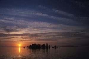 Baldcypress Trees