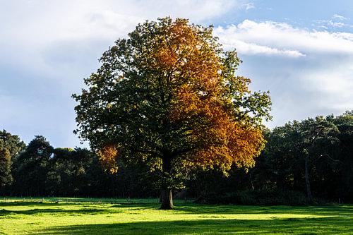Autumn in the province of Overijssel, featuring this magnificent old tree in its autumn colours.