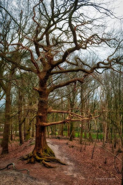 Tree by Anett Kazimierska