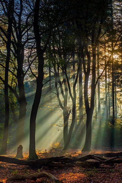 Speulderbos IV by Eelke Brandsma