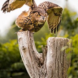 The take off Ohoe van Rene de Nooijer