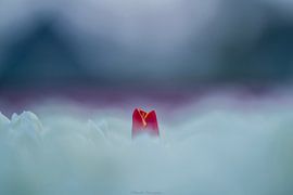 Red top! by Chandu Srirangam