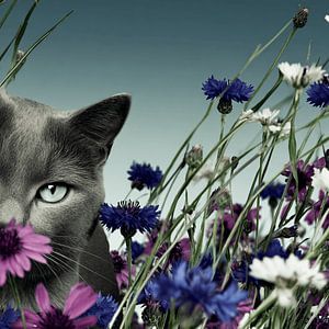 Erwischt | Lustiges Katzenporträt von der Katze, die glaubt, sich versteckt zu haben