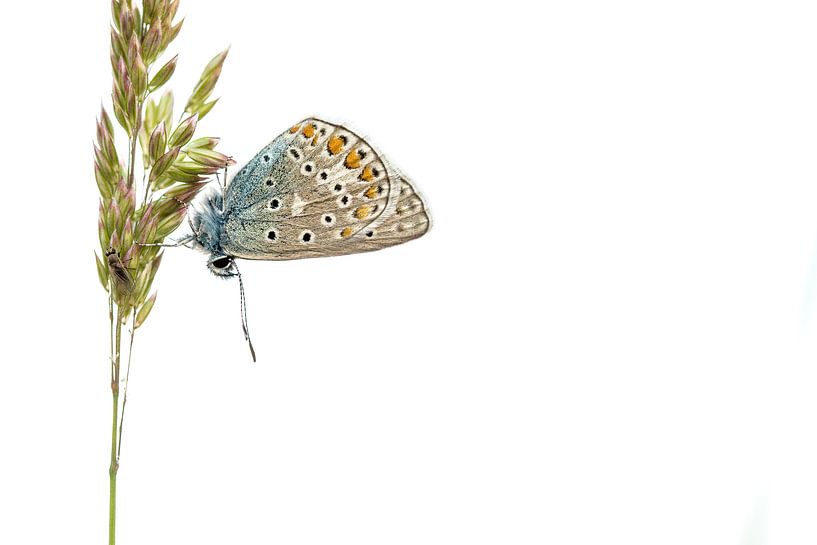 Schmetterling von Jan Linskens