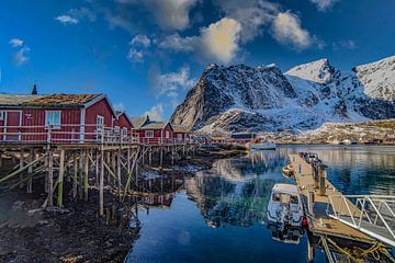 Robuer in Puur Lofoten van Kai Müller