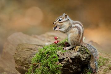 Sibirisches Erdhörnchen von Aukje Ploeg