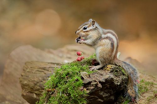 Siberian ground squirrel by Aukje Ploeg