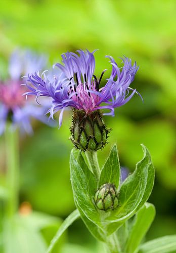 Flockenblume