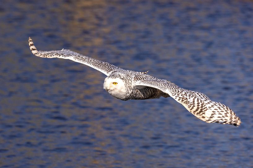 Harfang des neiges (Bubo scandiacus) par Gert Hilbink