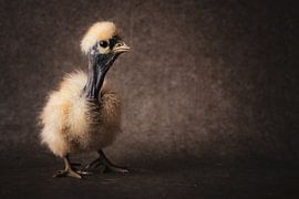 Jong geleerd, is kip gedaan.  van ramona stoker