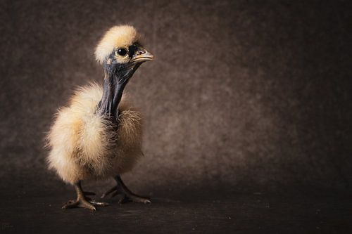 Jong geleerd, is kip gedaan. 