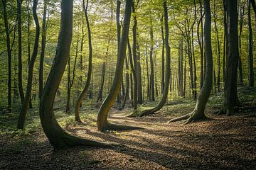 schilderachtig bos met dramatisch licht van Egon Zitter