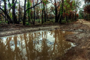 Pothole by Hans Peter Goepel