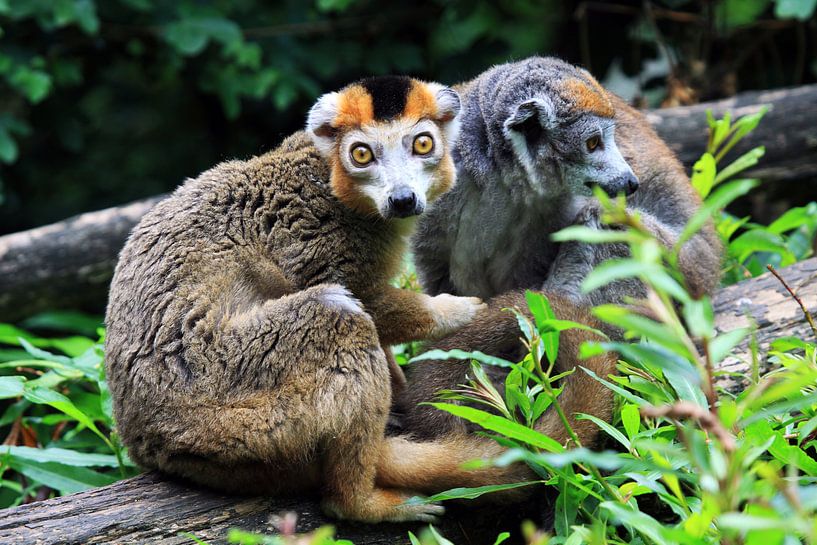 The crown lemur by Jolanta Mayerberg