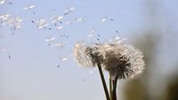 Paardenbloem, going with the wind