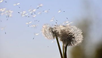 Paardenbloem, going with the wind van Ingrid van Heeswijk