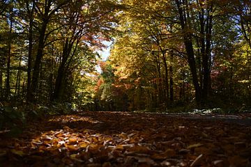 Een landweg in de herfst van Claude Laprise
