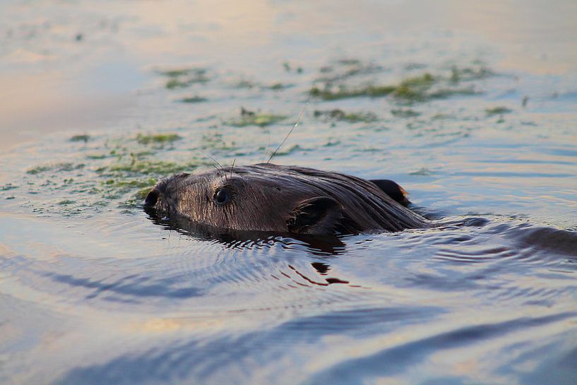 bever by ahmed bidani