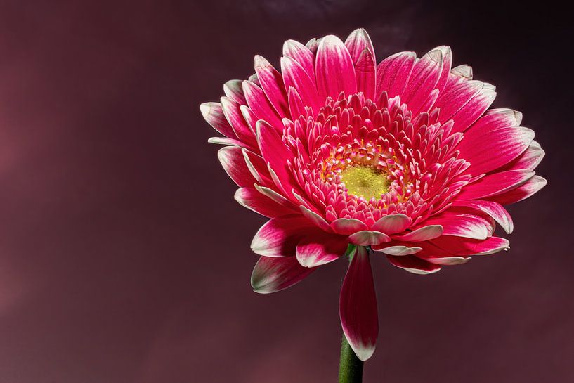 Blumen Traum 1 von Marcel Kieffer