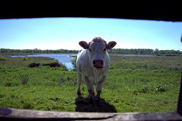 Koe in de Zouweboezem van Merijn Loch
