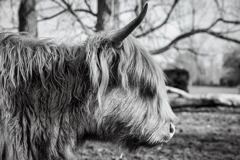 Highland-Cattle von Sven Frech