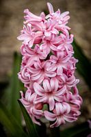 Hyacinth