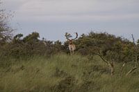 koning aan de top van de heuvel 2