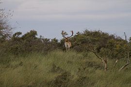 King at the top of the hill 2 by Wesley Klijnstra
