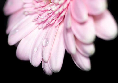 Gerberabloem van dichtbij