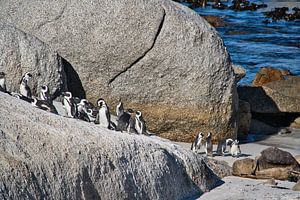 Afrikanische Pinguine, die einfach ihr Ding machen