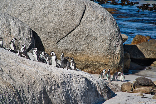 Afrikaanse pinguïns die gewoon hun gang gaan