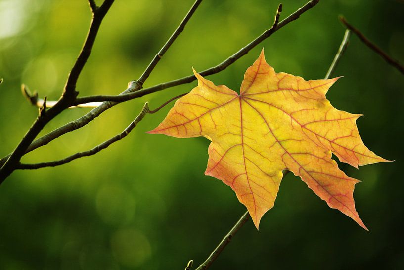 Gouden herfstblad par HMS