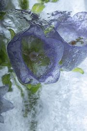 Purple bellflower in ice 2 by Marc Heiligenstein