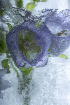 Paarse klokjesbloem in ijs 2 van Marc Heiligenstein