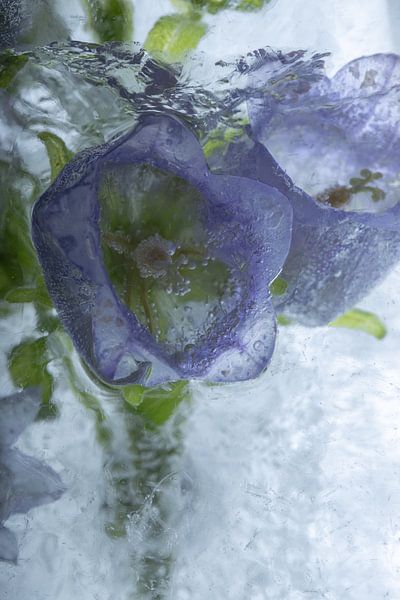 Lila Glockenblume in Eis 2 von Marc Heiligenstein