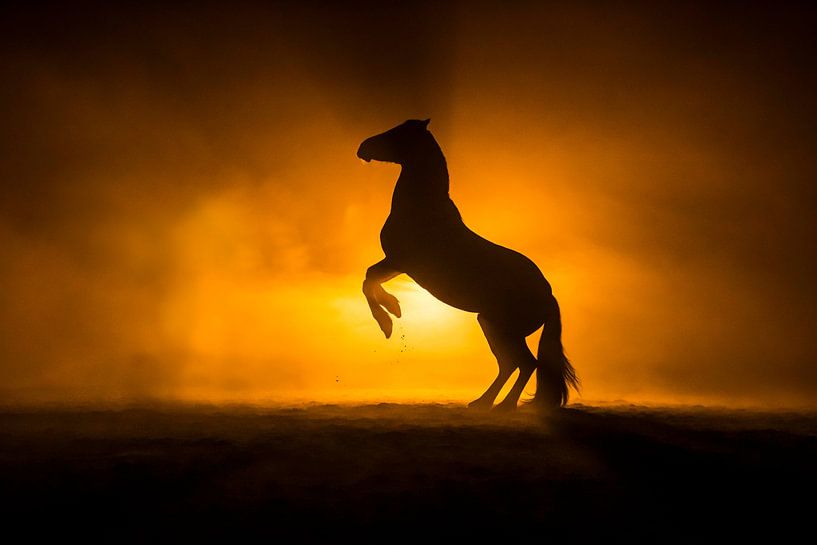 Paard Steigerend in fine art uitvoering van Femke Ketelaar