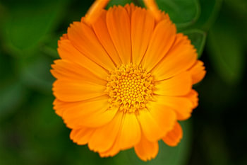 Golden-orange Marigold in Macro