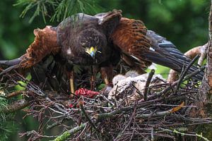 Jonge Woestijnbuizerd met volwassen Woestijnbuizerd van Loek Lobel