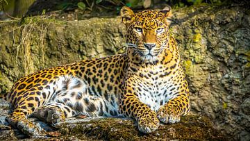 Sri-Lanka-Panther von Martijn Bustin