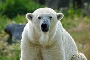 Eisbär im Tierpark Blijdorp von Arthur Bruinen