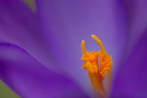 Crocus sur Jaco Verheul