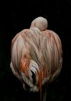 Slapende Flamingo