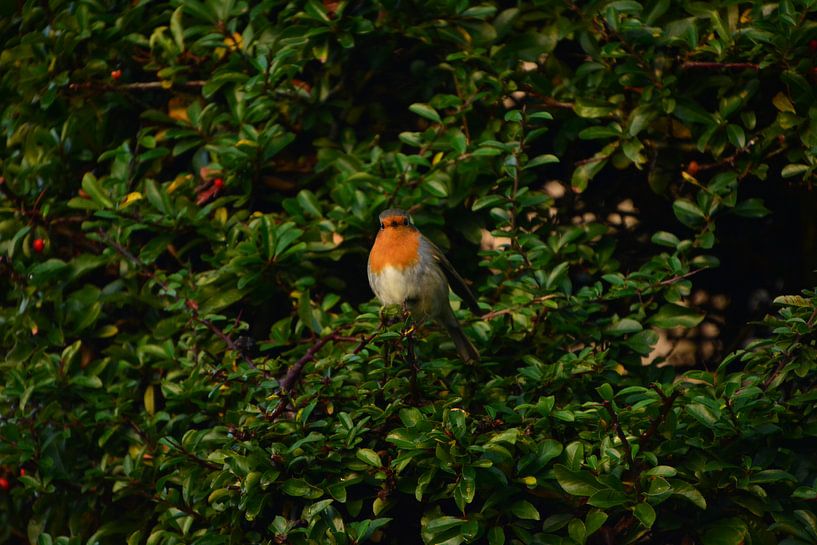 Robin by Michael van Eijk